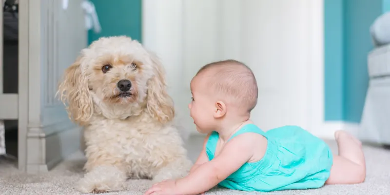 air duct cleaning for pet owners